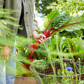 mangold-ernten_harvesting-chard02