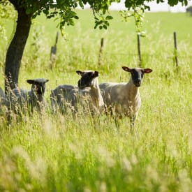 Schafe auf Weide