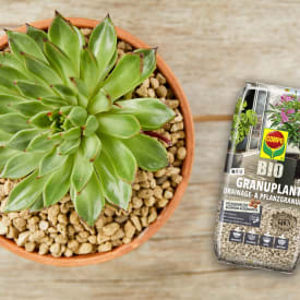 GRANUPLANT Gewinnspiel mit COMPO