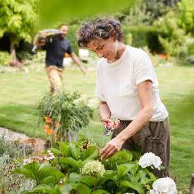 Hortensie schneiden