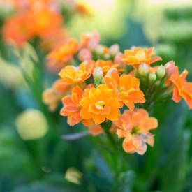 Flammendes Käthchen