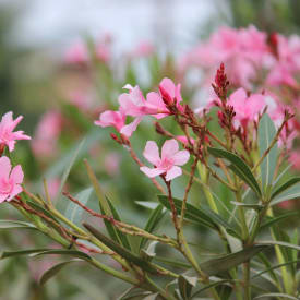 Oleander