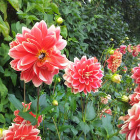 Dahlien Biene