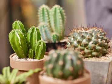 Kakteen bedeckt mit Granuplant 
