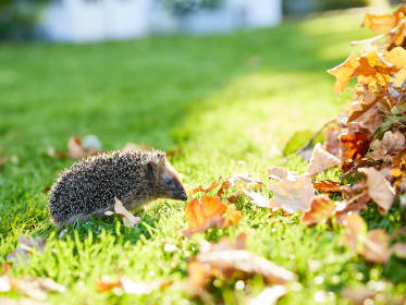 Igel