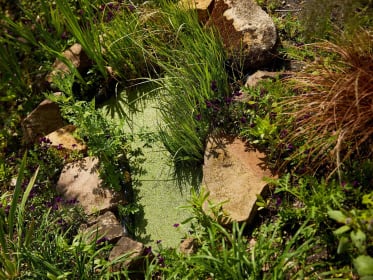 gartenteich