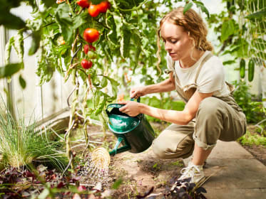 Greenhouse gardening watering