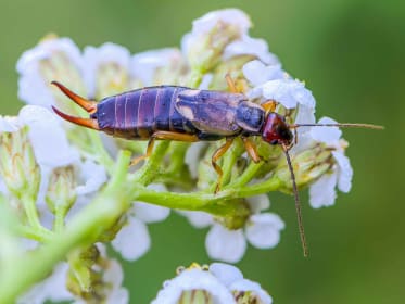 Käfer: Wissenswertes, Nutzen & Tipps zur Ansiedeln im Garten