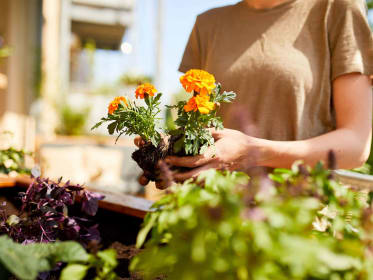 Planting young marigold in a raised bed