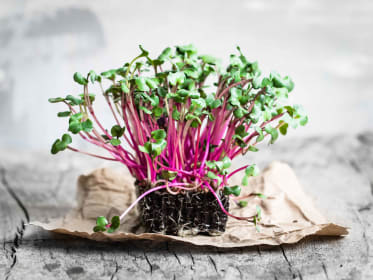 Microgreens anbauen