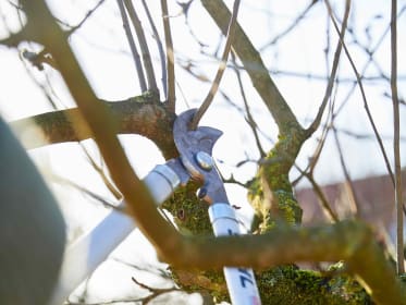 Apfelbaum schneiden