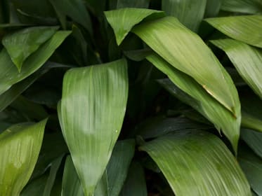 aspidistra elatior