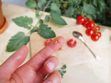 Plantation et entretien de tomates l COMPO