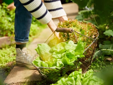 salat-ernten_harvesting-salad