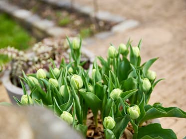 Tulpen