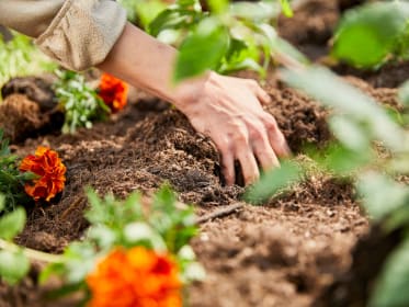 Tagetes zwischen anderen Pflanzen im Hochbeet