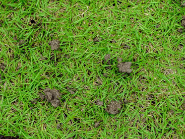 Graben Marder oder Waschbären Löcher im Garten?