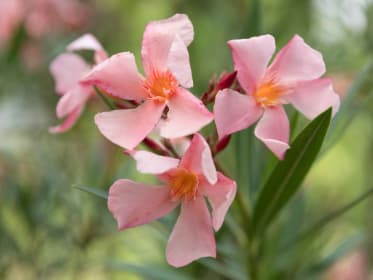 oleander