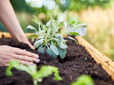 Sauge des près, Sauge commune, Salvia pratensis : planter, cultiver,  multiplier