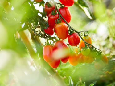 Comment récolter ses graines de tomates en 7 étapes - Petit