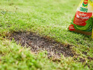 rasen-luecke-nachsaen-turbo-nachsaat