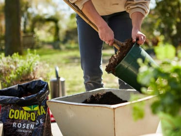 planting-potted-rose