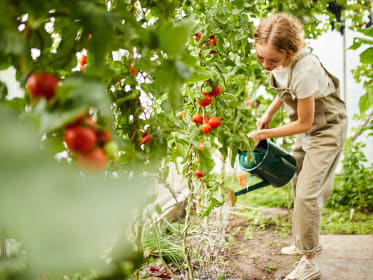 Tomaten gießen