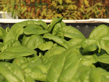 Semer des épinards au potager