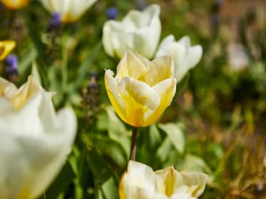 Planter des tulipes : quand, comment, dans quel sol ?