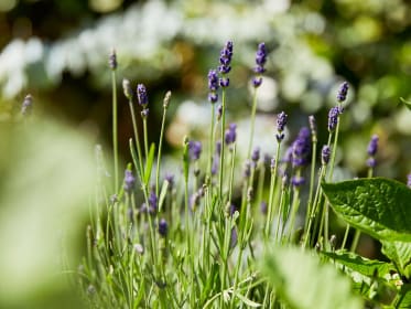 Lavendel