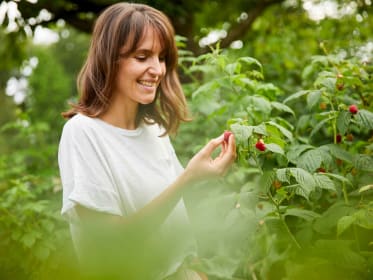 Harvesting raspberries