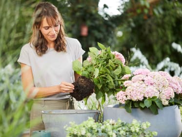 Frau pflanzt eine Hortensie im Topf