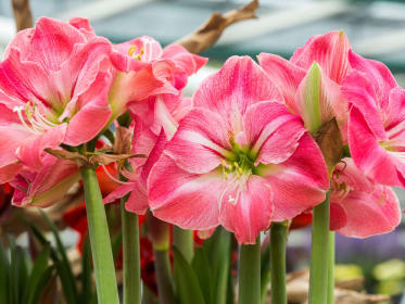 Amaryllis pink