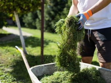 Que faire de votre herbe coupée ?