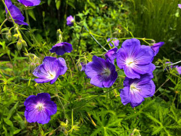 cranesbill