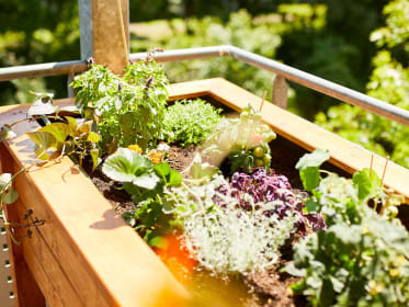 raised bed