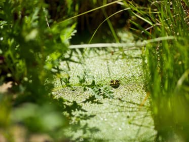 gartenteich-frosch