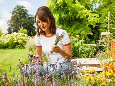 cutting lavender