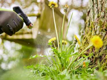 Löwenzahn wird mit Unkrautvernichter besprüht