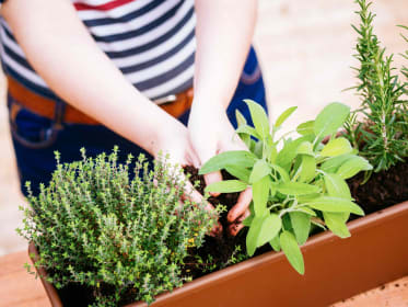 Thym : culture, entretien et récolte au fil des saisons