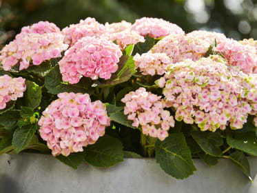 Hortensie im Kübel