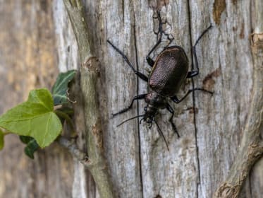Käfer: Wissenswertes, Nutzen & Tipps zur Ansiedeln im Garten