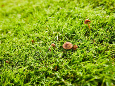 Grüner Rasen mit braunen Hutpilzen