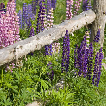 Bleuet : Entretien fleur et plantation - Exposition, arrosage