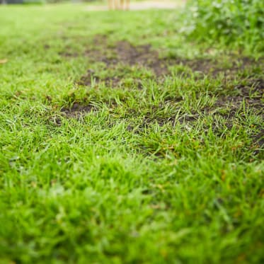 Grüner Rasen mit erdigen Lücken