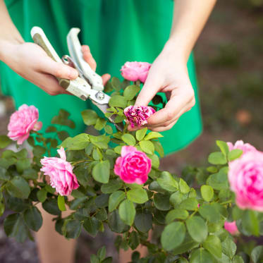 cutting roses