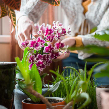 Orchideenpflege