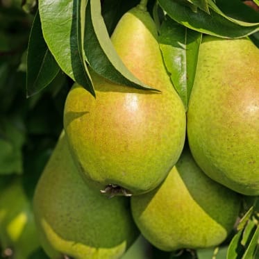 Von Radieschen bis Blumenkohl: Diese Pflanzen gedeihen auch im