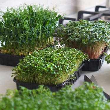 Microgreens anbauen