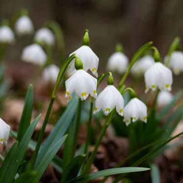 Frühlingsknotenblume